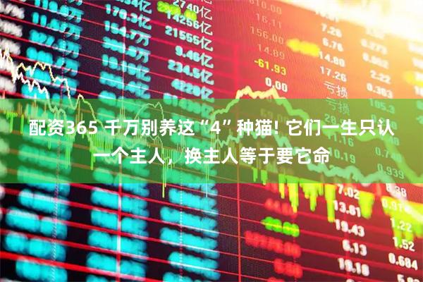 配资365 千万别养这“4”种猫! 它们一生只认一个主人，换主人等于要它命