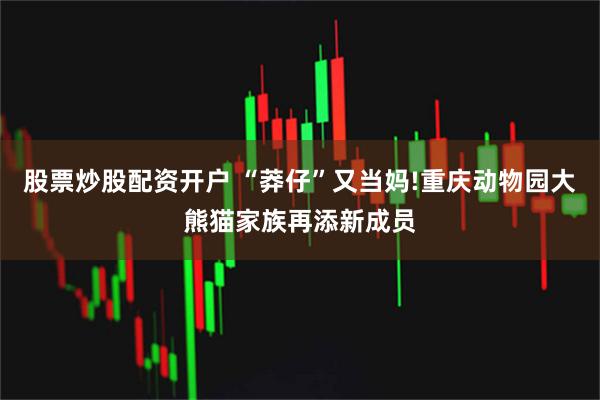 股票炒股配资开户 “莽仔”又当妈!重庆动物园大熊猫家族再添新成员